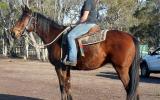 Heavy Set Stock Gelding + VIDEO+ on HorseYard.com.au (thumbnail)