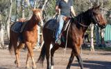 Heavy Set Stock Gelding + VIDEO+ on HorseYard.com.au (thumbnail)