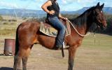 Sensible Quiet Bay Stock Gelding + VIDEO+ on HorseYard.com.au (thumbnail)