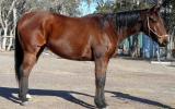 Heavy Set Stock Gelding + VIDEO+ on HorseYard.com.au (thumbnail)