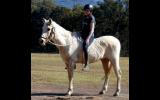 Super Quiet Palomino Gelding + VIDEO++ on HorseYard.com.au (thumbnail)