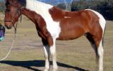 Tri Colour Paint Gelding + VIDEO++ on HorseYard.com.au (thumbnail)