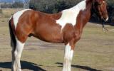 Tri Colour Paint Gelding + VIDEO++ on HorseYard.com.au (thumbnail)