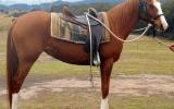 Quiet Stunning Stock Horse X Mare + VIDEO++ on HorseYard.com.au (thumbnail)