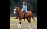 Quiet Stunning Stock Horse X Mare + VIDEO++ on HorseYard.com.au (thumbnail)