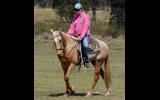 Golden Palomino Reg QH Mare + VIDEO++ on HorseYard.com.au (thumbnail)