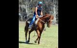 Quiet Red Paint Bred Mare + VIEDO++ on HorseYard.com.au (thumbnail)