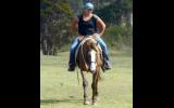 Quiet Taffy QH Mare + VIDEO++ on HorseYard.com.au (thumbnail)