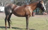 Quiet Taffy QH Mare + VIDEO++ on HorseYard.com.au (thumbnail)