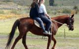 Fun Farm Kids Stock Mare on HorseYard.com.au (thumbnail)