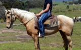 Pretty  Golden Palomino QH Mare on HorseYard.com.au (thumbnail)