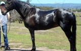 Superb Chocolate QH Mare + VIDEO++ on HorseYard.com.au (thumbnail)