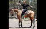 Pretty Buckskin QH Gelding +VIDEO++ on HorseYard.com.au (thumbnail)