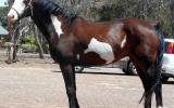 Stunning Paint QH Gelding + VIDEO++ on HorseYard.com.au (thumbnail)