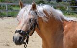 Palomino Part Welsh Gelding on HorseYard.com.au (thumbnail)