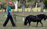 5yo gelding on HorseYard.com.au (thumbnail)