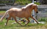 Palomino Part Welsh Gelding on HorseYard.com.au (thumbnail)