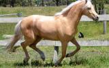 Palomino Part Welsh Gelding on HorseYard.com.au (thumbnail)