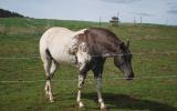 APPALOOSA GELDING - reg AAA Full Blanket-REDUCED PRICE on HorseYard.com.au (thumbnail)