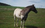 APPALOOSA GELDING - reg AAA Full Blanket-REDUCED PRICE on HorseYard.com.au (thumbnail)