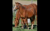 WELSH B COLT on HorseYard.com.au (thumbnail)