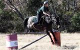 Roan Gelding with Super Personality on HorseYard.com.au (thumbnail)