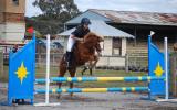 Troy on HorseYard.com.au (thumbnail)