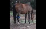 Thoroughbred Mare on HorseYard.com.au (thumbnail)