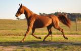 Arab/Warmblood Registered Mare on HorseYard.com.au (thumbnail)