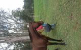 Standardbred gelding on HorseYard.com.au (thumbnail)