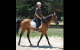 Arab/Warmblood Mare, reasonable offers considered on HorseYard.com.au (thumbnail)