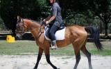 Arab/Warmblood Mare, reasonable offers considered on HorseYard.com.au (thumbnail)