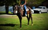 SUPER QUIET AUSTRALIAN STOCK HORSE GELDING on HorseYard.com.au (thumbnail)