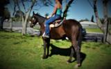 SUPER QUIET AUSTRALIAN STOCK HORSE GELDING on HorseYard.com.au (thumbnail)