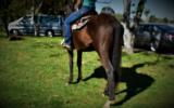 SUPER QUIET AUSTRALIAN STOCK HORSE GELDING on HorseYard.com.au (thumbnail)