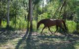 Exquisite Broodmare and Foal at Foot on HorseYard.com.au (thumbnail)