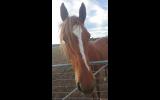 Quarter Horse Mare Reg 8yo on HorseYard.com.au (thumbnail)