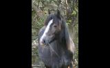 75% Gypsy Cob Gelding on HorseYard.com.au (thumbnail)