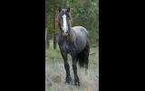 75% Gypsy Cob Gelding on HorseYard.com.au (thumbnail)