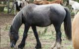 75% Gypsy Cob Gelding on HorseYard.com.au (thumbnail)