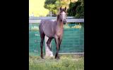 RARE Chelleason Crown Jewel Colt on HorseYard.com.au (thumbnail)