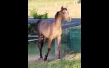 RARE Chelleason Crown Jewel Colt on HorseYard.com.au (thumbnail)
