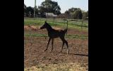 Gorgeous Purebred filly on HorseYard.com.au (thumbnail)