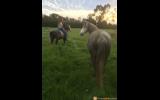 Dee Dee on HorseYard.com.au (thumbnail)