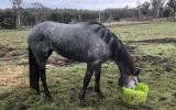 Unbroken Grey Tb filly on HorseYard.com.au (thumbnail)