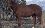 Quite rising 2 year old filly. Price reduction due to no grass  on HorseYard.com.au (thumbnail)