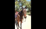 Quiet and Talented Allrounder on HorseYard.com.au (thumbnail)