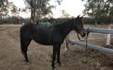 Quarter horse x Stockhorse filly on HorseYard.com.au (thumbnail)
