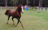 Arabian stallion  on HorseYard.com.au (thumbnail)