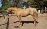 RUNVS Palomino QH Stallion Q-44084 on HorseYard.com.au (thumbnail)